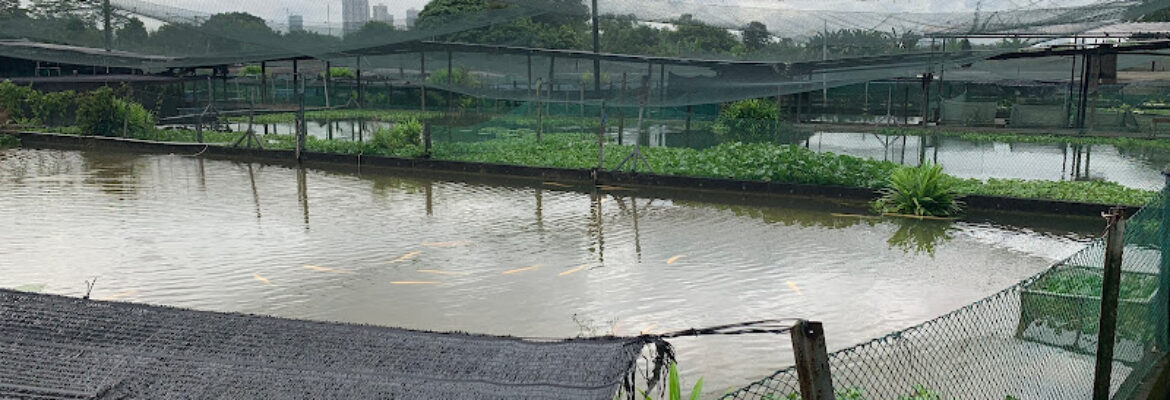 Imperial Arowana Breeding Farm