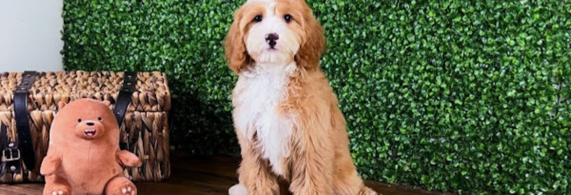 The Lovely Pets Puppies Singapore