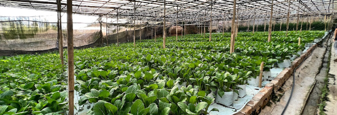 Hao Sheng Fresh Vegetables Supplier