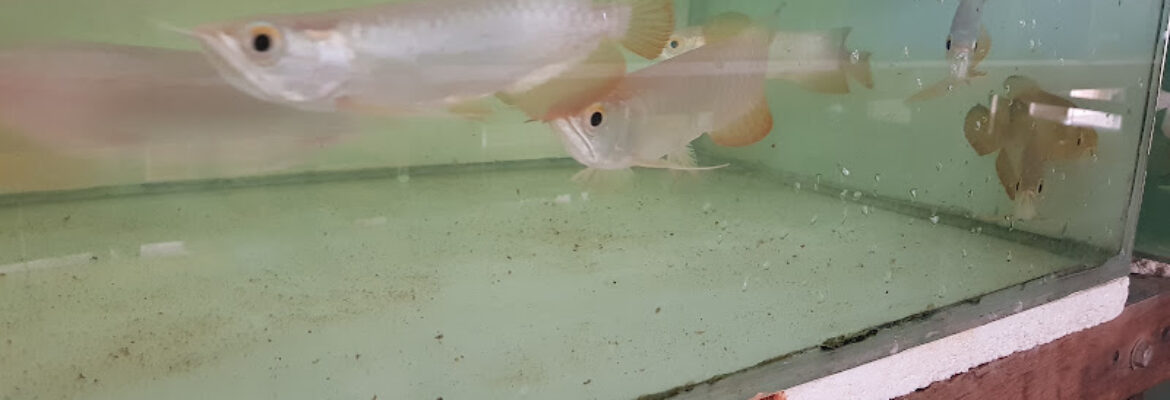 Singapore Arowana Breeding Farm