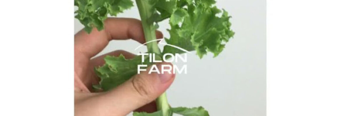 Tilon Farm Supplier Sayur Surabaya